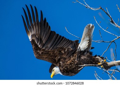 Eagle Flying Away