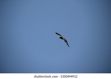 Eagle Flying Away