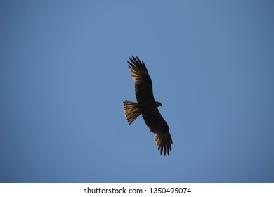 Eagle Flying Away