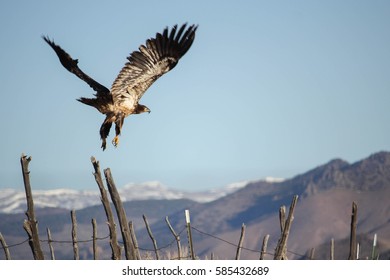 Eagle Flying Away