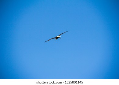 Eagle Flying Away In The Blue Sky