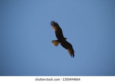 Eagle Flying Away In A Sunny Day