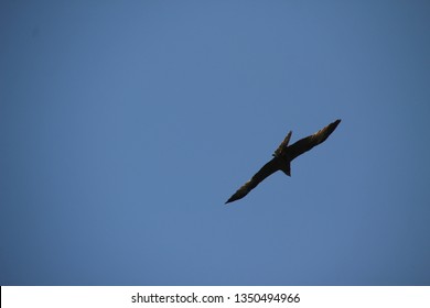 Eagle Flying Away In A Sunny Day