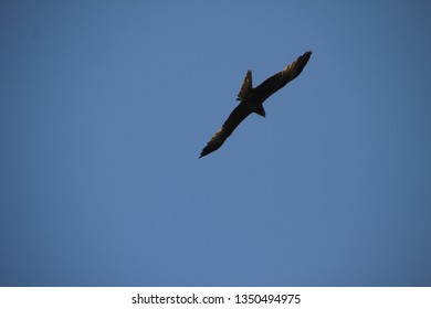 Eagle Flying Away In A Sunny Day