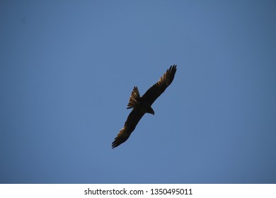 Eagle Flying Away A Sunny Day