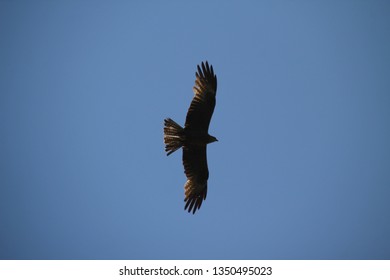 Eagle Flying Away In A Sunny Day