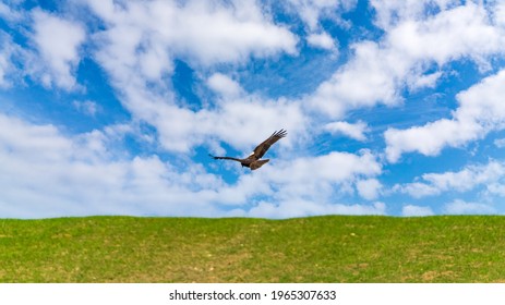 Eagle flying in the blue sky - Shutterstock ID 1965307633