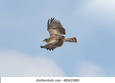 Eagle Flying In Blue Sky ,wings Top Aerial View. Bird Of Prey. 