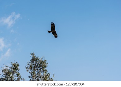 Eagles Vectors Stock Photos Images Photography Shutterstock