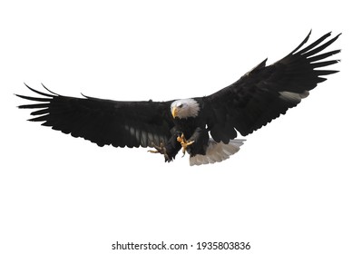 Eagle Flying Isolated At White