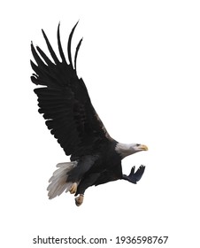 Eagle Flying Isolated At White