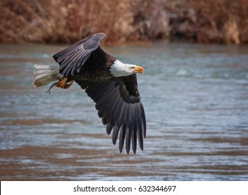 an eagle flying off with a fish 