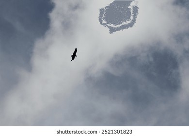 eagle flying on a cloudy day