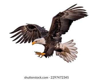 eagle flying on white background 