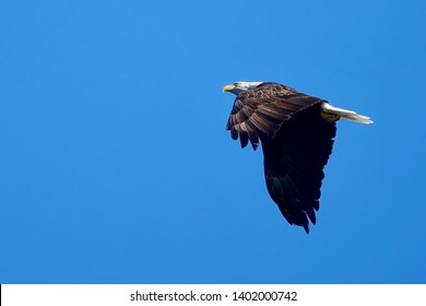 Eagle Flying Over Grand Manan Island