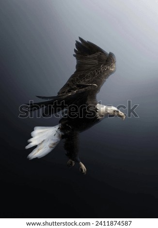 Eagle flying in the sky high quality image