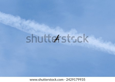 Eagle flying in the sky with the wake of an airplane behind.