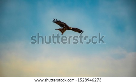 Similar – ein flügelschlag Wolken