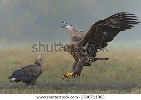 Eagle flying. White tailed eagles (Haliaeetus albicilla) flying at a field in the forest of Poland searching for food on a foggy autumn morning.