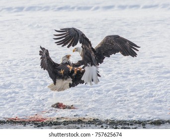 Eagle Food Fight - A Bald Eagle Tries To Steal A Chum Salmon Carcass From Another Eagle Who Fights To Defend Its Prey. Bald Eagle Preserve, Chilkat River, Haines, Alaska.