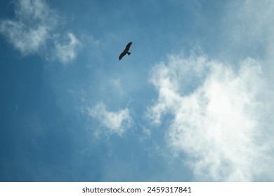 An eagle glides gracefully across a bright blue sky dotted with fluffy white clouds, symbolizing freedom and majesty.