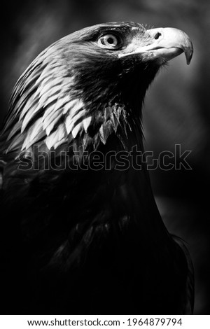 Similar – Image, Stock Photo the crow Beautiful Zoo