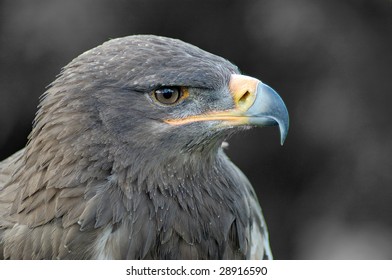 Eagle in grey