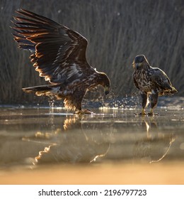 Eagle (Haliaeetus Albicilla), Young Eagles Fighting Over Carcass Of A Fish In Shallow Water, Fishpond, Kiskunság National Park, Hungary