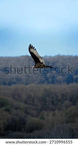 Eagle hawk in a flight