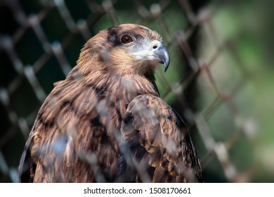 Eagle Hawk Looking Straight Eagle Hawk Stock Photo 1508170661 ...