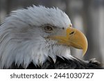 eagle head close up with a commanding gaze