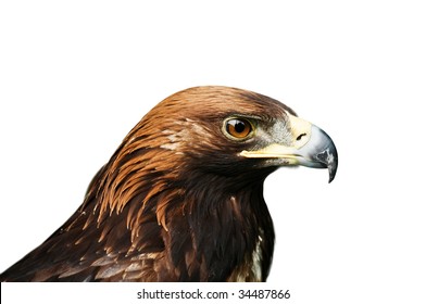 Eagle Isolated On White Background