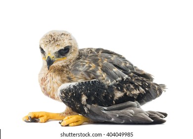 Eagle Isolated Over White Background