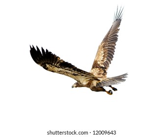 55,303 Eagle Isolated Stock Photos, Images & Photography | Shutterstock