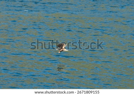 Eagle just cached a fish wit its claws in the sea