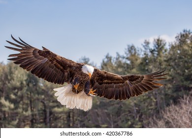 Eagle Landing