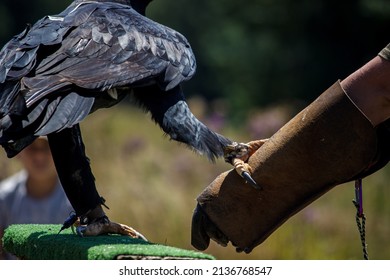 A Verreauxs’ Eagle With Locked Talons, Holding On To An Arm