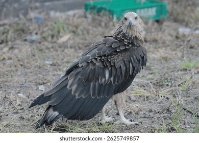 An eagle locks its piercing gaze directly into the camera, its intense eyes and powerful beak exuding raw strength, dominance, and the regal presence of a top predator in the wild.