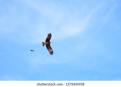 An eagle looking up at the sky