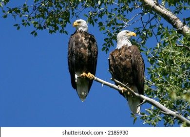 Eagle mates