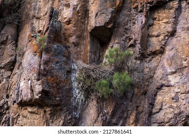 Eagle Nest On Rocky Cliff. Birdwatching Concept.