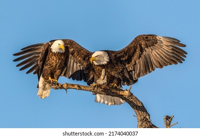 An eagle and an eagle on a branch. Eagle couple together