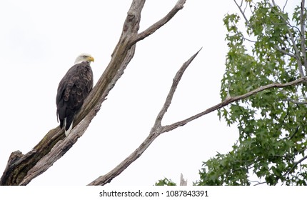 Eagle on dead tree
