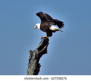 Eagle on dead tree