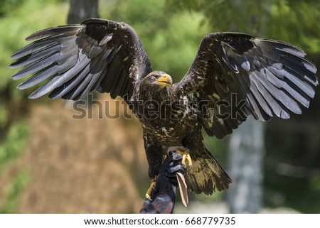 Eagle on man's hand 