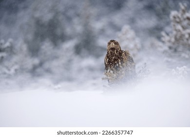 Eagle on a small pine tree in the bog at winter