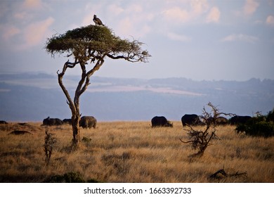 Eagle On The Tree WIth Bufflao Undernerth In Kenya