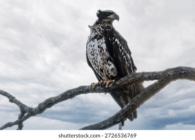 An eagle on a tree with clean back gound near Nauvoo IL