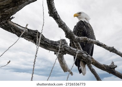 An eagle on a tree with clean back gound near Nauvoo IL