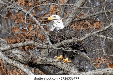 An eagle on a tree with clean back gound near Nauvoo IL